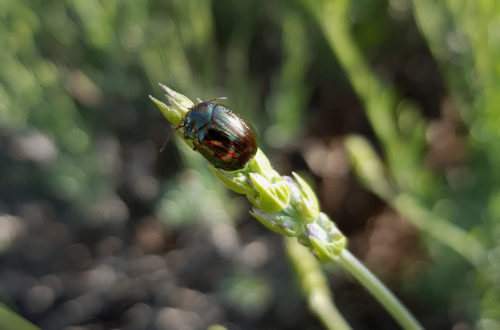 Rosmarinkäfer an Rosmarin und Lavendel