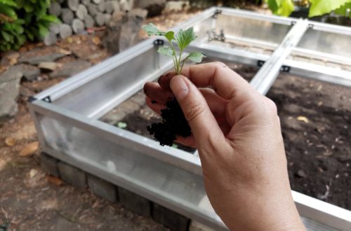 Frühbeet Bepflanzung und Pflege - die Gartensaison verlängern