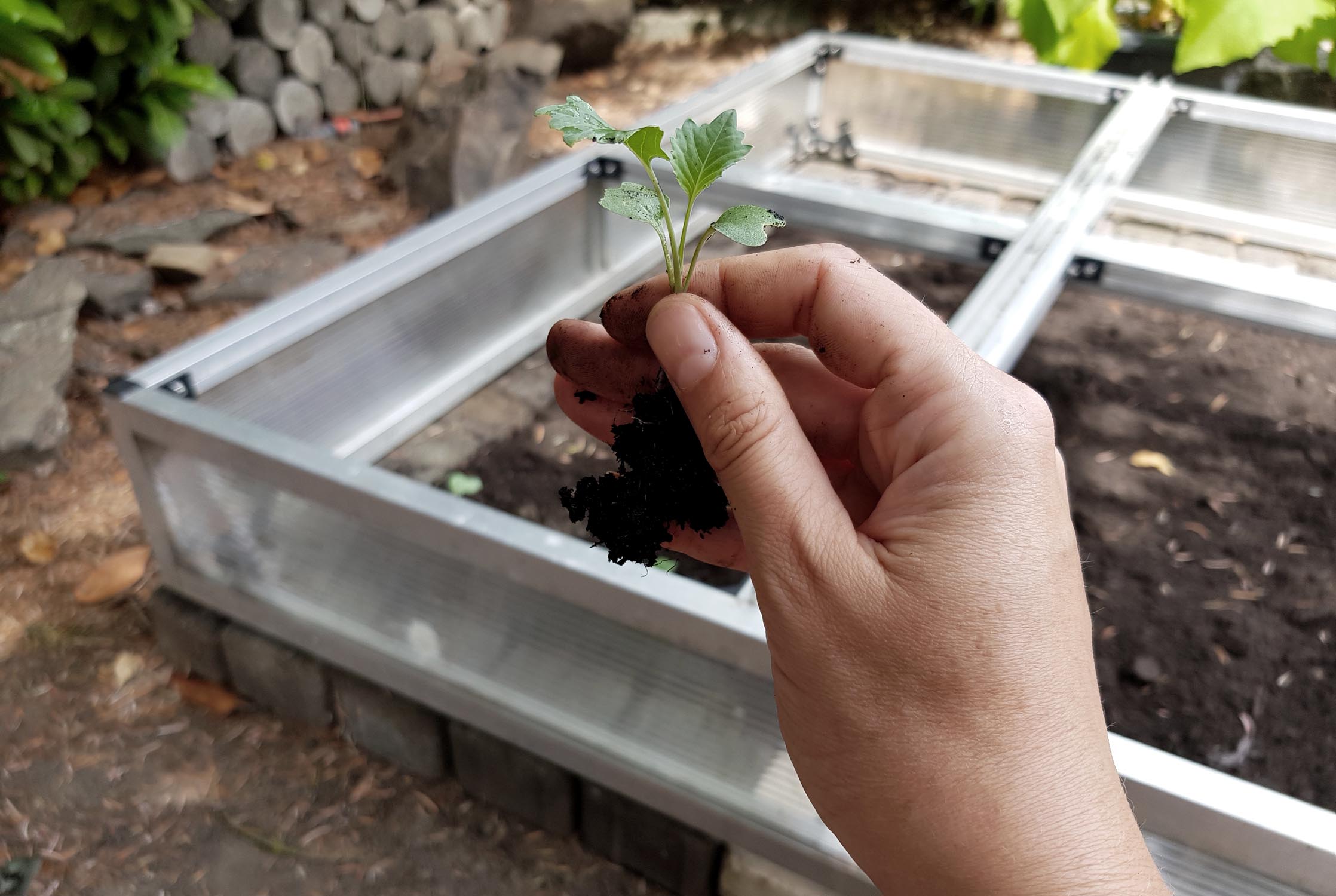 Frühbeet Bepflanzung und Pflege - die Gartensaison verlängern