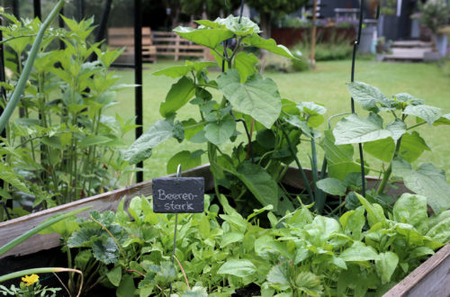 Physalis überwintern - so geht's