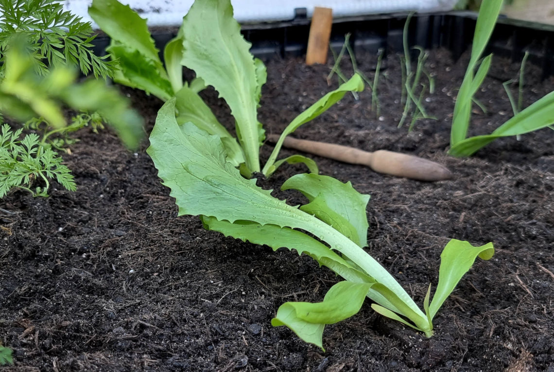 Im September säen im Gemüsegarten