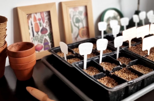 Sind Tomaten Lichtkeimer? Was ist der Unterschied zwischen Licht- und Dunkelkeimer?