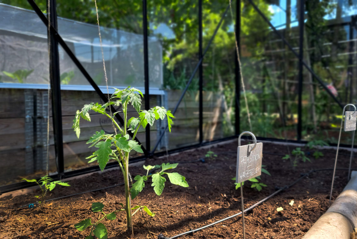 Tomaten-Trick - Tomaten im Gewächshaus an Schnüren ziehen