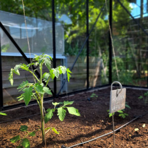 Tomaten-Trick - Tomaten im Gewächshaus an Schnüren ziehen