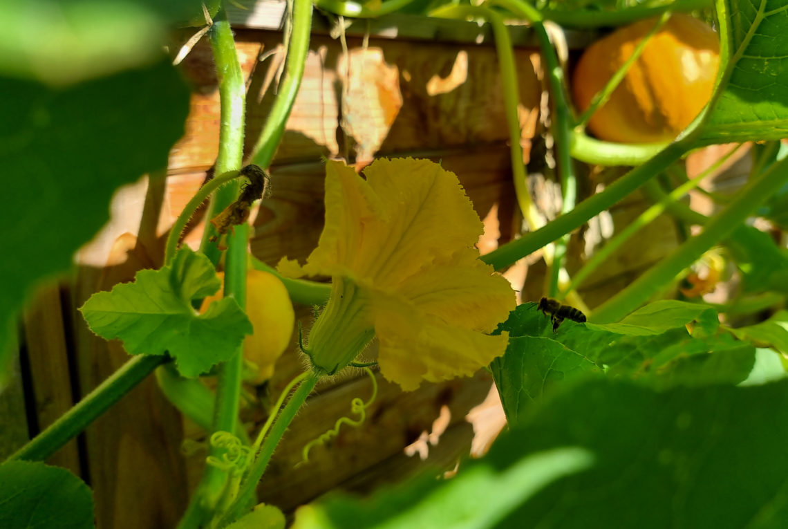 Warum bildet mein Kürbis nur männliche Blüten?