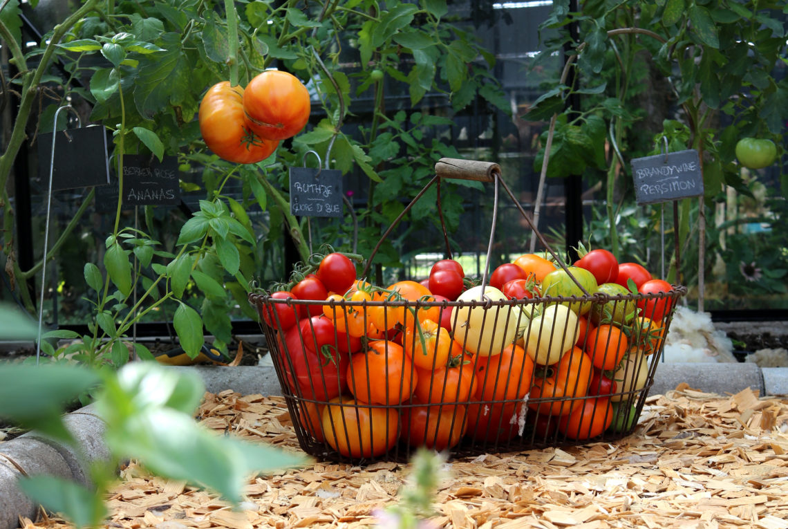 Tomaten im Spätsommer Tipps