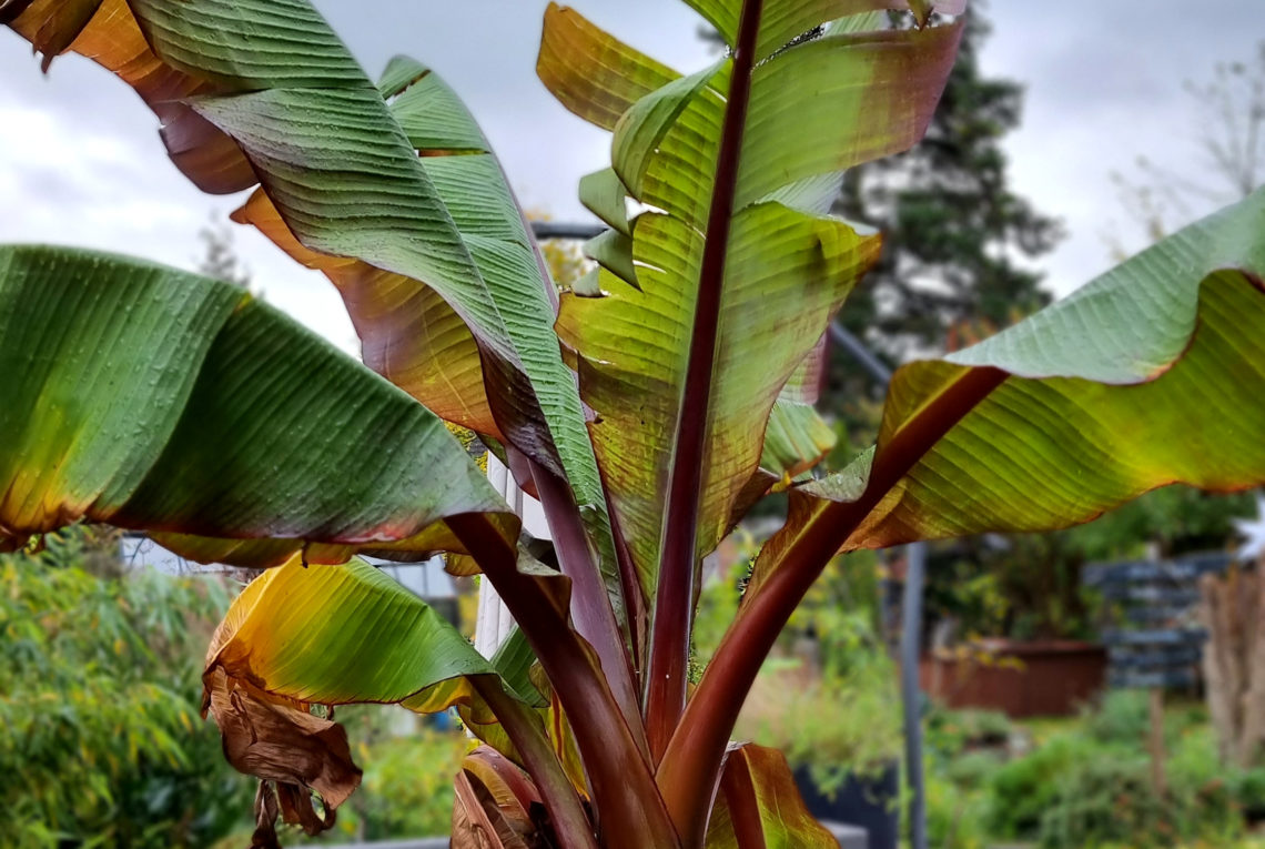 Banane im Kübel überwintern - so kommt die Staude gut durch den Winter!