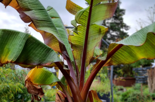 Banane im Kübel überwintern - so kommt die Staude gut durch den Winter!