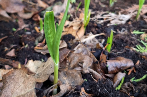 Knoblauch im Frühjahr stecken - jetzt für die Spätsommerernte vorsorgen!