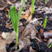 Knoblauch im Frühjahr stecken - jetzt für die Spätsommerernte vorsorgen!