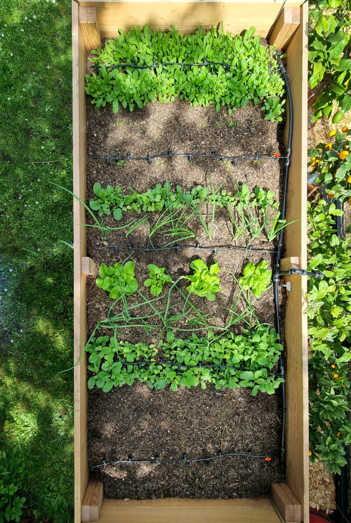 Hochbeetbewässerung automatisch und wassersparend mit dem Micro-Drip-System von GARDENA