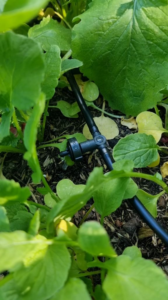 Hochbeetbewässerung automatisch und wassersparend mit dem Micro-Drip-System von GARDENA