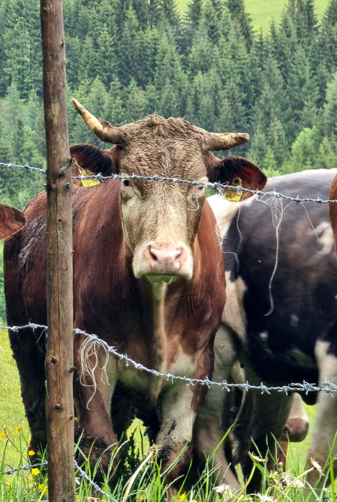 Großer Scheibelsee Steiermark Hohentauern Wanderziel mit Hund