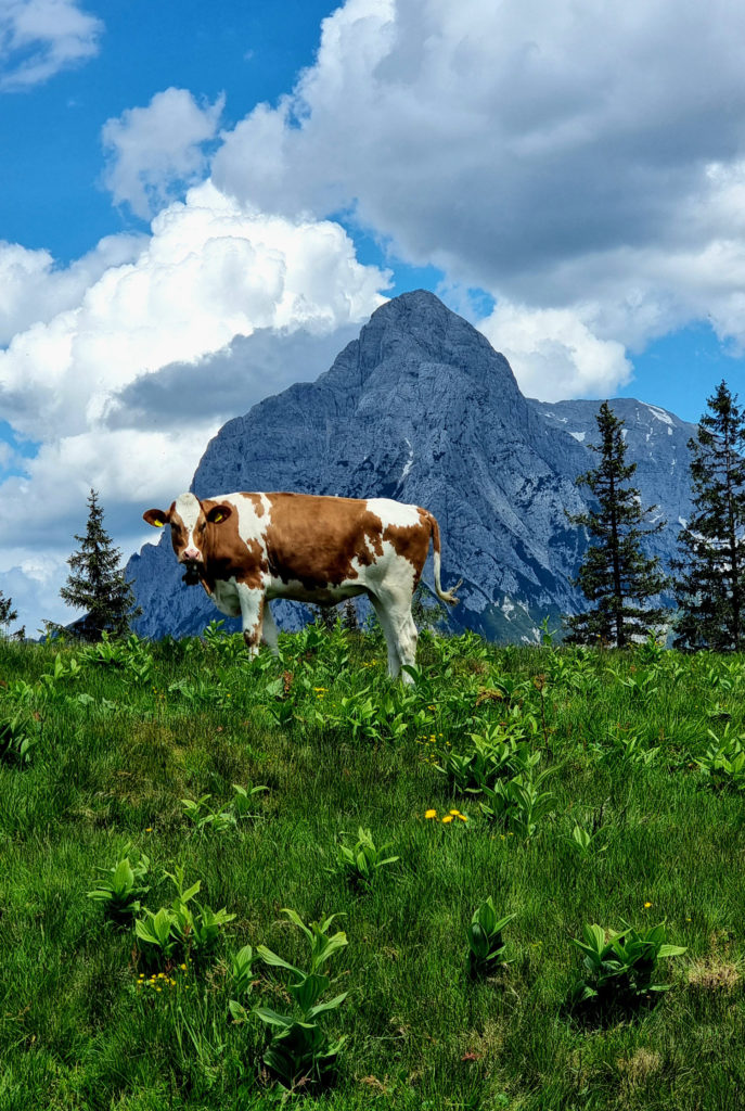 Mödlingerhütte im Gesäsue Steiermark Wanderausflug mit Hund