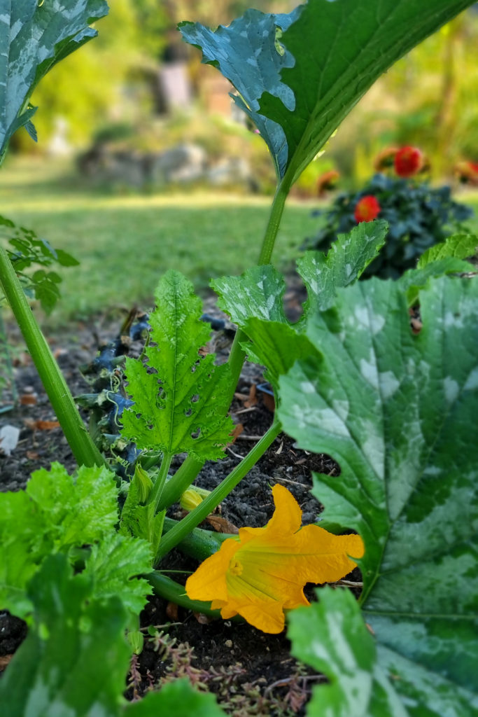 Tipps für die Zucchinipflege im Spätsommer