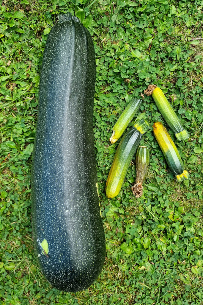 Tipps für die Zucchinipflege im Spätsommer