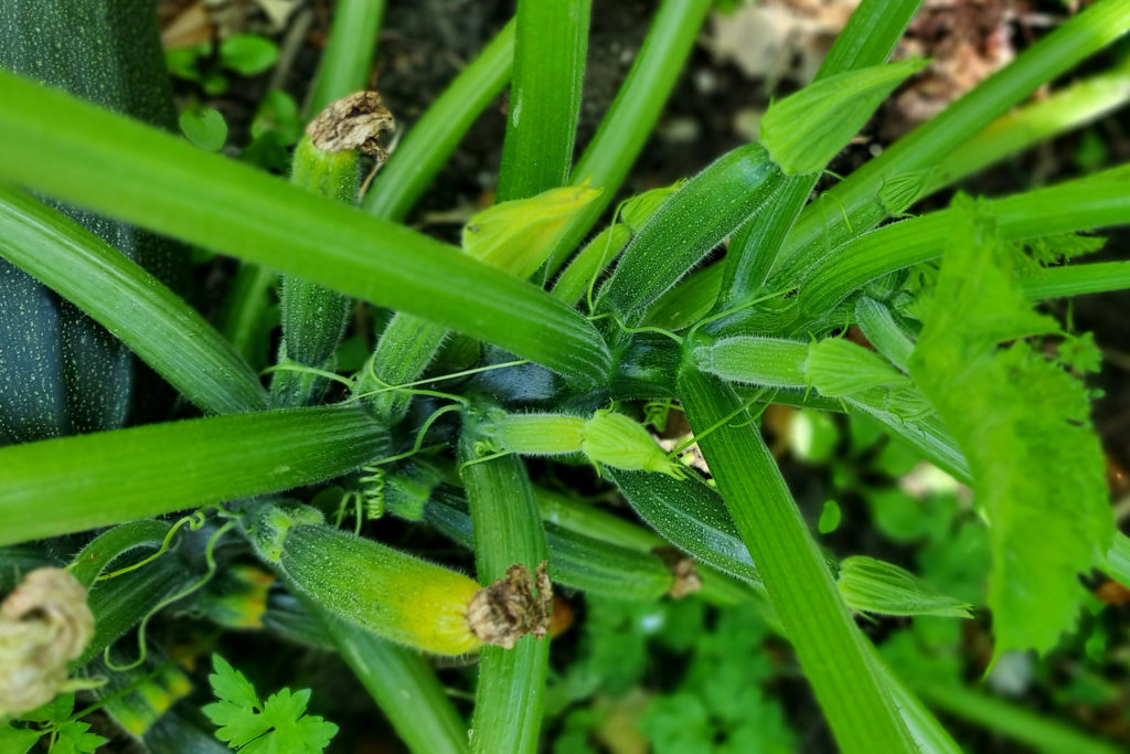 Tipps für die Zucchinipflege im Spätsommer