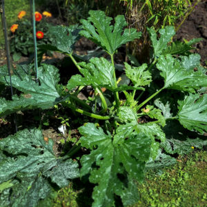 Tipps für die Zucchinipflege im Spätsommer