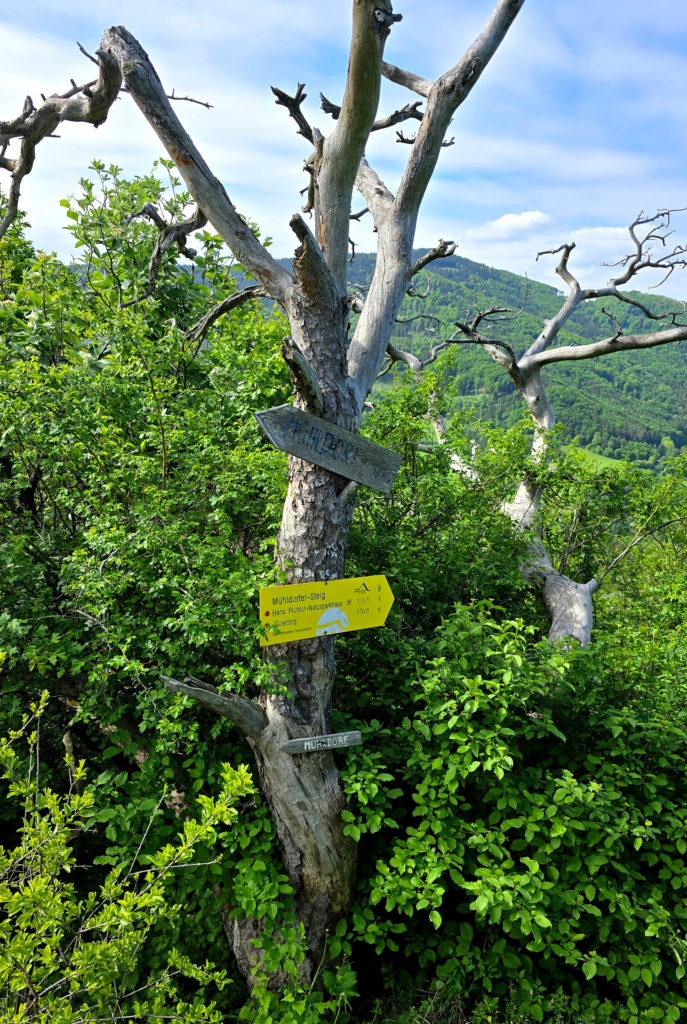 Welterbesteig Wachau UNESCO Weltkulturerbe Etappe 5 von Mühldorf nach Maria Laach
